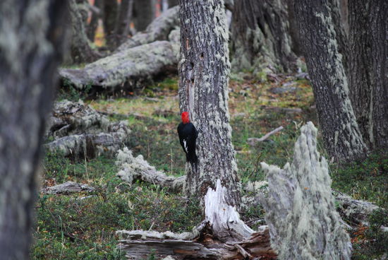 Einer der vielen Spechte am Ufer des Lago Onelli
