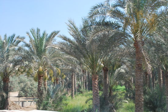 Was heisst "Dattel-Palme" auf englisch ? Date palm. Meine Fremdsprachenfähigkeiten versagen also nicht. Randa und ich können uns ausführlich über Palmen unterhalten. 99,8 % aller Palmen sind Dattelpalmen. Die Ernte findet im August statt.