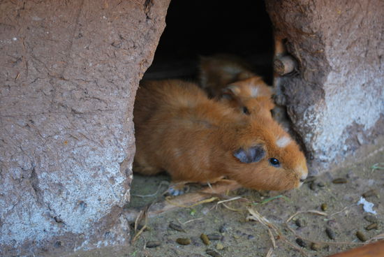 cuys - Meerschweinchen !