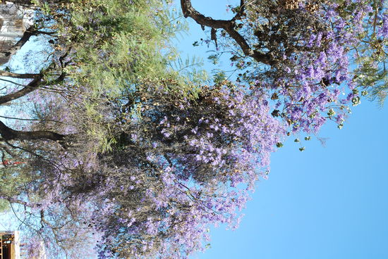 Blühende Jacaranda-Bäume