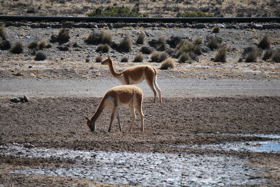 Vicunyas - im Hintergrund verläuft die Bahnstrecke. Wir schnattern im Bus, steigen aus zum Fotografieren und haben jeden Gedanken an Höhe wirklich vergessen...
