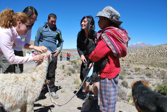 Oh und Ah ! Wie süss, ein Lama zum Streicheln ! Da flippen wir völlig aus und knutschen das Lama, dem das Spucken vorher verboten (oder abgewöhnt) wurde, denn begeisterte Europäerinnen rücken nicht so gern Geld für Fotos raus, wenn sie vorher bespuckt worden sind...