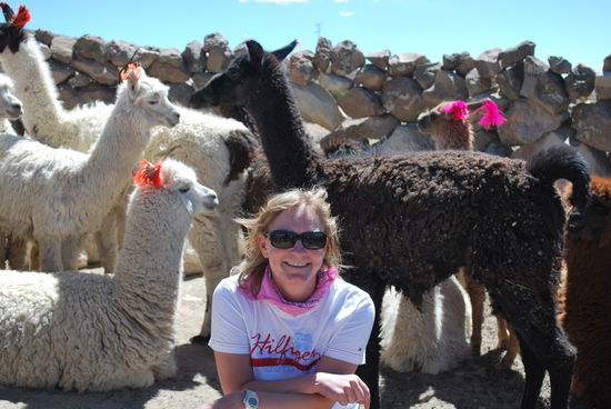 Lamas haben ein Kamelgesicht und Alpakas ein Schafsgesicht. Und wer hier jetzt irgendetwas falsches über mein Gesicht ins Gästebuch schreibt oder auch nur zu denken wagt, kriegt eins ins Gesicht !