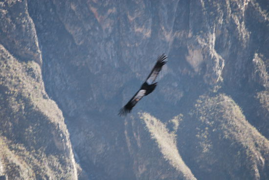 El Condor pasa...