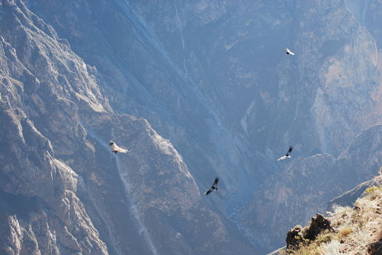 Es waren wirklich viele Condore, die wir gesehen haben, ca. 30 habe ich geschätzt.