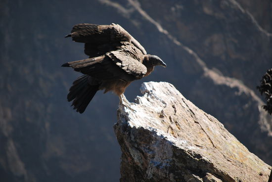 Und man kriegt sie aus nächster Nähe zu sehen !