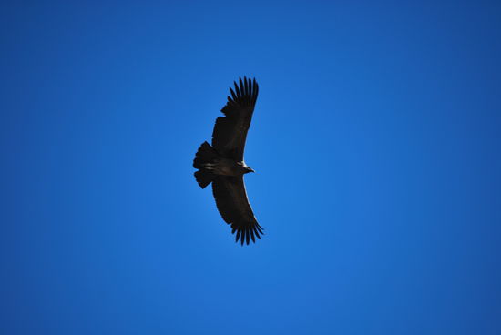 Es ist unglaublich schön, diese Vögel zu beobachten !