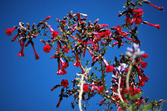 Die Nationalblume Perus