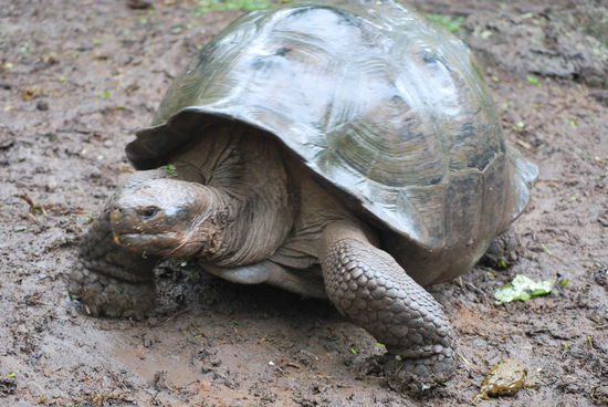 Die ersten Landschildkröten ! Sie sehen fast unecht aus. Irgendjemand fragt wirklich: "Sind die echt ?" Josy schüttelt den Kopf, "nee, das sind Puppen, aber ich habe die Fernbedienung dabei und schalte sie gleich an !"