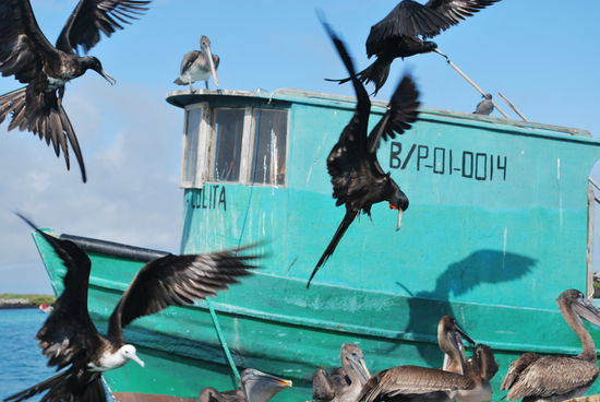 Fregattvögel, Kormorane und Pelikane