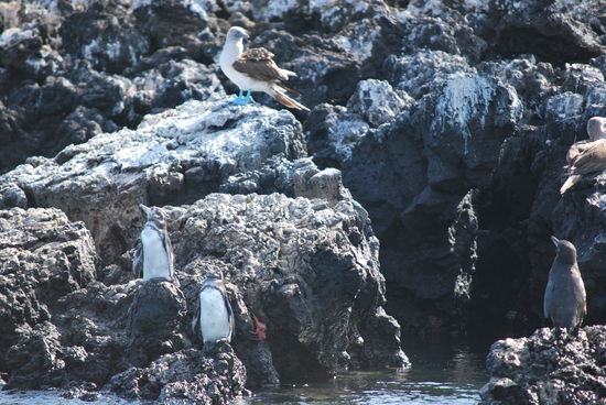 Pinguine und Blautölpel