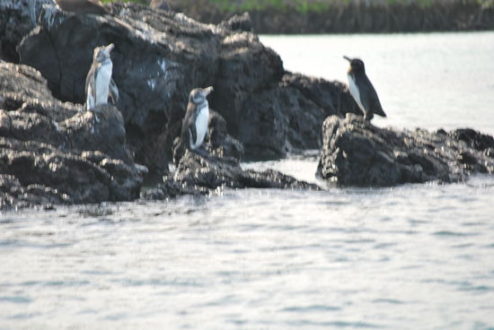 Die Pinguine sind so klein !