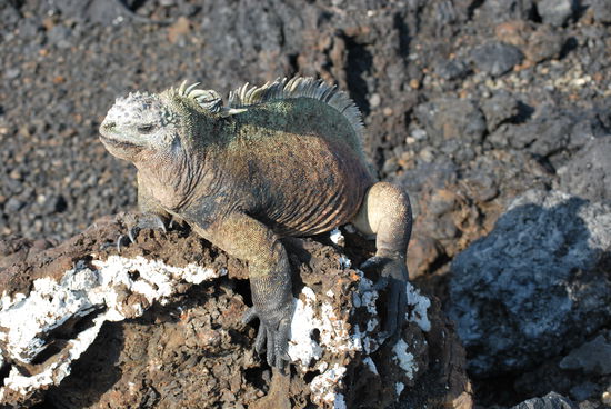 Ein Iguana beim Sonne-tanken