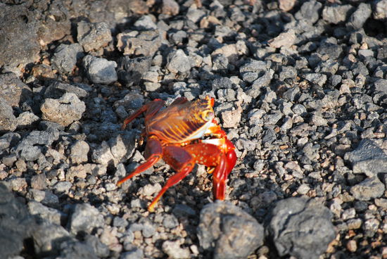 Sally Lightfoot Krabbe - Seefahrer haben sie so genannt, weil sie extrem leichtfüssig und agil ist und scheinbar auf der Wasseroberfläche laufen kann.