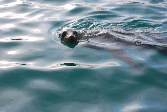 Spielen mit Seelöwen