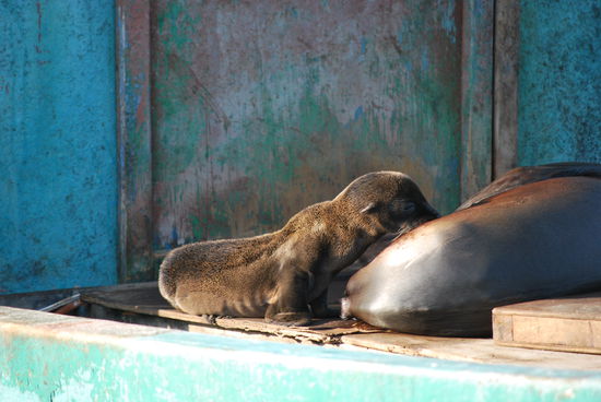 Schätzungsweise 2 Tage alt
