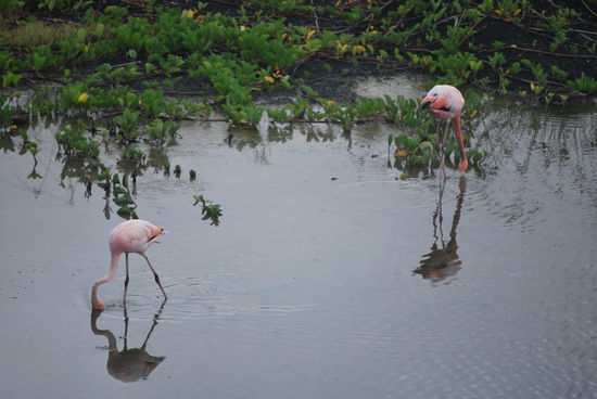 Ok, da braucht man nicht drüber zu diskutieren, wer Flamingo-verrückt ist, muss woanders hin, zum Lake Nakuru in Kenia zum Beispiel. Die einsamen 2 Exemplare, die wir hier sichten, sind schön, aber nicht spektakulär.