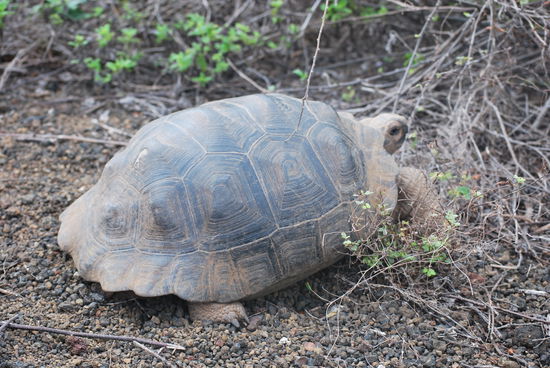 Klar, Schildkröten gibt´s hier auch ! Übrigens insgesamt mittlerweile wieder ca. 18.000 auf den Galapagos-Inseln !