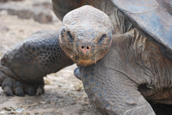 Hier gibt es den Schildkröten-Overkill !