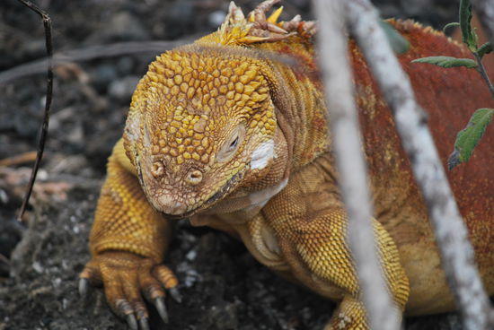 Ein typischer Landleguan