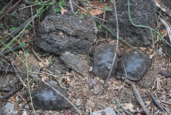 In der Baby-Schildkrötenaufzucht - sie sind gekennzeichnet mit Buchstabe (für die Insel, auf die sie gehören und wohin sie auch wieder gebracht werden) und Nummer.