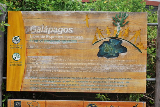 Galapagos - frei von eingeführten Arten. Nun ja, nicht ganz. Ziegen, Katzen und Ratten hat man aber tatsächlich fast komplett ausgerottet - sie waren die schlimmste Bedrohung für die endemischen Tiere.