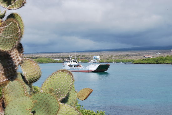 Im Vordergrund eine Opuntie, dahinter ein Frachtschiff. Diese Art Schiffe bringen z.B. Autos und Busse vom Festland auf die Inseln.