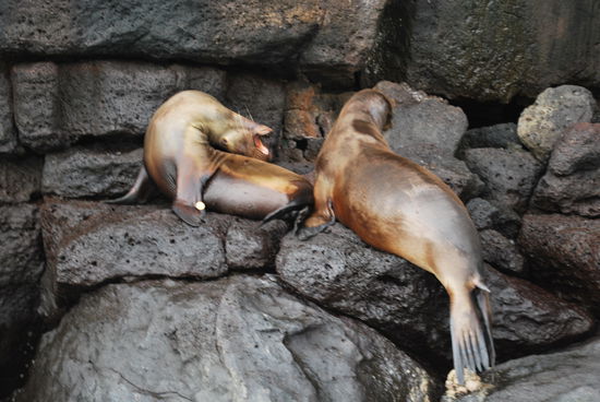 Spielende Seelöwen