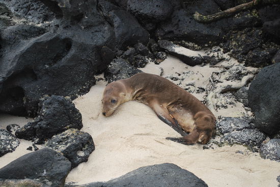 Dieses Jungtier wird verenden. Von der Mutter ist es bereits verlassen und es hat keine Chance. Ich frage Josy, ob irgendetwas getan wird von Seiten des Nationalparks. Nein. Getreu Charles Darwins Erkenntnis von der "selection of the fittest", nothing, nichts, nada.