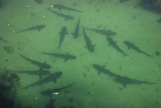 An dieser Stelle frohlockt Josy: Noch nie hat sie so viele Haie hier gesehen. Wir scheinen ziemliches Glück zu haben heute vormittag !