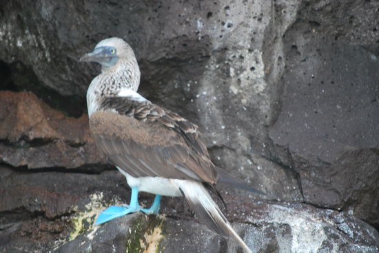 Ein Boobie - Blautölpel