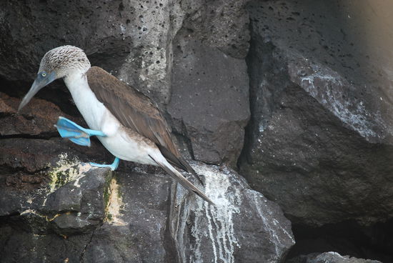 Die Boobies finde ich einfach total niedlich und diese knallblauen Füsse ! Witzig ! Dabei ist blau eine in der Natur nur sehr selten vorkommende Farbe. Es gibt auch Rottölpel, aber nur auf San Cristobal und Genovesa.