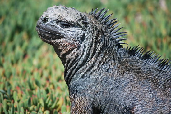 Kommt man ihnen zu nahe, spucken sie Salz...