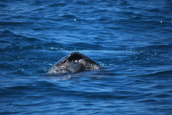 Eine Meeresschildkröte