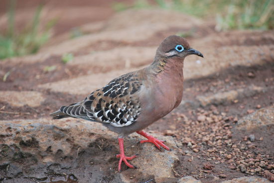 Die gibt´s nur hier: Galapagos-Taube