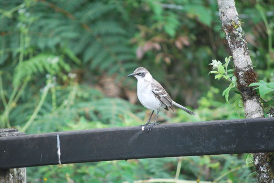 Und das ist eine Spottdrossel