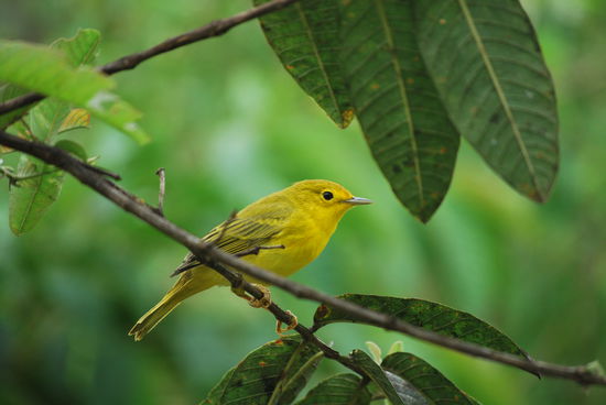 Und dies ist ein Goldwaldsänger, ok das sagt mir auch auf deutsch nichts, aber hübsch gelb, das Vögelchen !