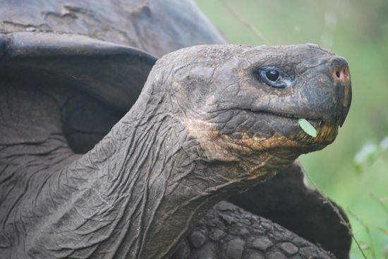 Ich hatte als Kind auch mal eine Schildkröte namens "Tucki". Angesichts von mindestens 30-40 Exemplaren von Riesenschildkröten hier, hätte ich schon Lust, mich mal wieder um eine Haustierschildkröte zu kümmern. Nur lerne ich hier auf Galapagos auch, dass Katzen Tod-Feinde von Schildkröten sind. Unsere Mautzi und eine potentielle Tucki II würden sich also wahrscheinlich nicht verstehen...