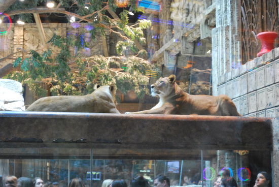 Tja, und drinnen gibt es echte Löwen, alles Nachfahren des original MGM-Löwen...