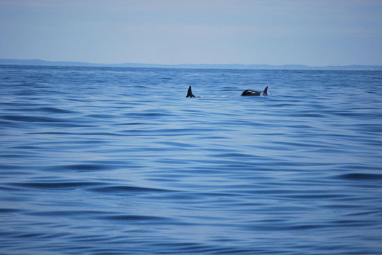 Ah, da ist doch etwas ! Orca´s !