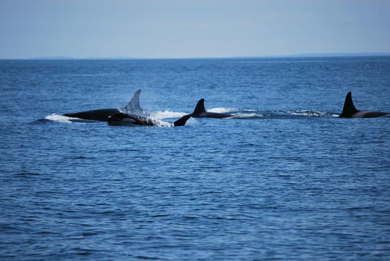 Ich werd`verrückt ! Da sind ganze Schwärme um uns herum ! Nein, richtig heisst es nicht Schwärme, sondern Schulen.