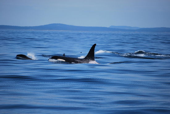 Fasziniert ohne Ende..