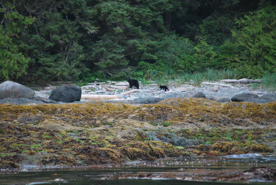 Mutter Schwarzbär mit Baby - aber so unendlich weit weg, dabei habe ich mit Teleobjektiv herangezoomt bis zum geht-nicht-mehr...