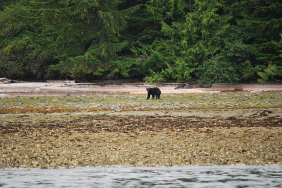 Ein Männchen - ganz alleine. Aber auch zu weit weg...