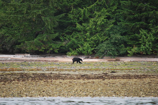 Tja, ich hätte wohl auch eine Katze in weiter Entfernung fotografieren können...Mist, aber mein Tele ist zu klein. Ich brauch´auch so ein Monsterteil, das 10 KG wiegt ! Jedenfalls hier, aber ich bin ja happy und sehe Schwarzbären !