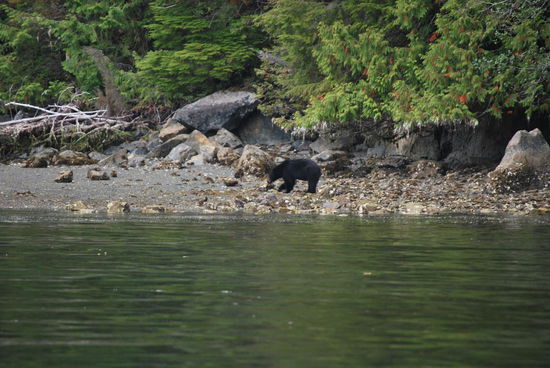 Dieses Bären-Männchen ist nicht ganz so scheu und lässt sich vom näherkommenden Motorenlärm nicht so schnell verscheuchen, daher von ein wenig dichter dran.