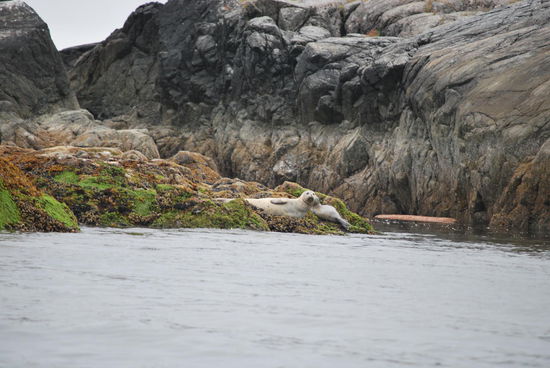 Seehunde - sie kommen für den Sommer aus Kalifornien hier hoch.