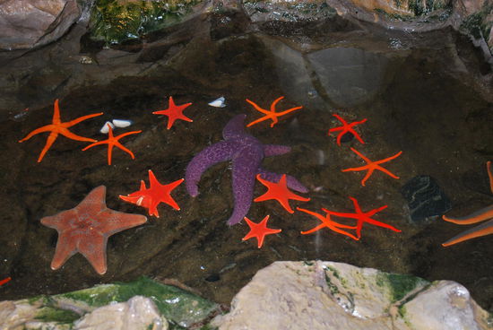 Der "Streichelzoo" im Unterwassermuseum Victoria´s