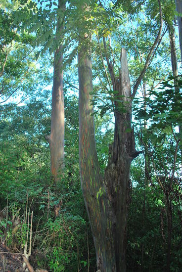 Eukalypthus-Bäume mit speziell gezeichneter Rinde