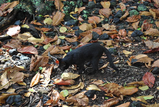 Die erste und einzige Katze, die ich auf Hawaii sehe